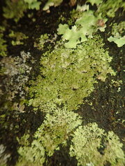 Austromelanelixia glabratuloides