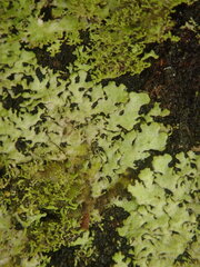 Austromelanelixia glabratuloides