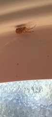 Araneae