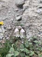 Lamium tomentosum