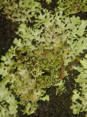 Austromelanelixia glabratuloides