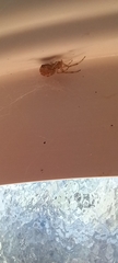 Araneae