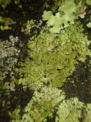 Austromelanelixia glabratuloides