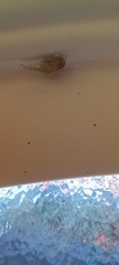 Araneae