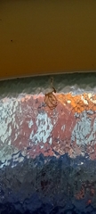 Araneae