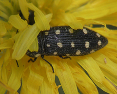 Acmaeodera degener