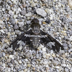 Exoprosopa dorcadion