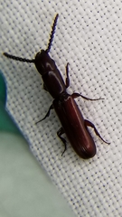 Taphroscelidia linearis