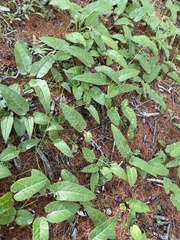 Saussurea controversa