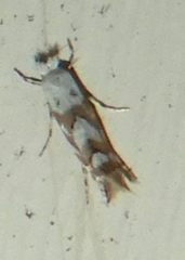 Phyllonorycter apparella