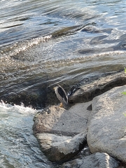 Nycticorax nycticorax