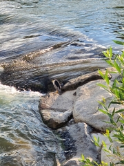 Nycticorax nycticorax