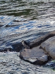 Nycticorax nycticorax