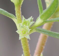 Trianthema triquetrum