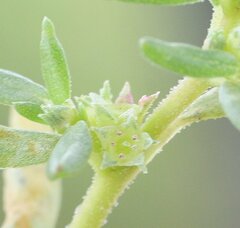 Trianthema triquetrum