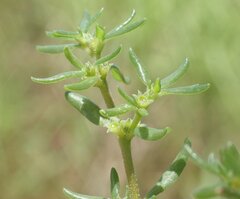Trianthema triquetrum