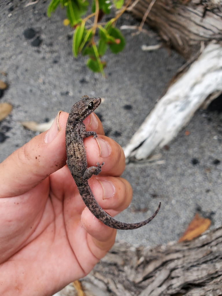 Andy Sabin's Leaf-Toed Gecko