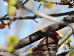 Haemorhous mexicanus