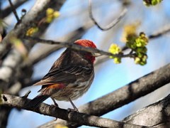 Haemorhous mexicanus