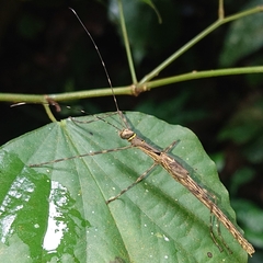 Trachythorax gohi