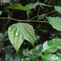 Trachythorax gohi