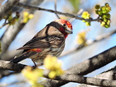 Haemorhous mexicanus