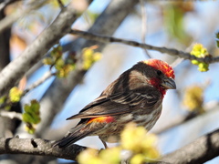 Haemorhous mexicanus