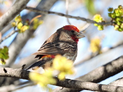 Haemorhous mexicanus