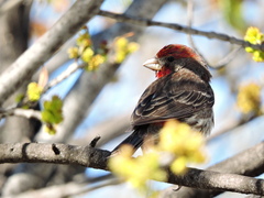 Haemorhous mexicanus