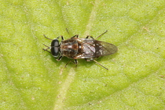 Adoxomyia
