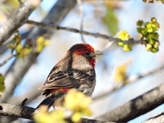 Haemorhous mexicanus