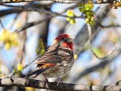 Haemorhous mexicanus