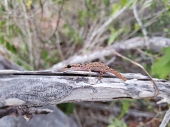 Phyllodactylus simpsoni