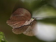Arhopala muta