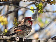 Haemorhous mexicanus