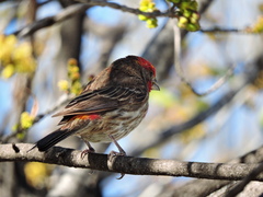 Haemorhous mexicanus