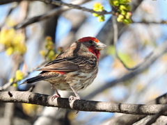 Haemorhous mexicanus
