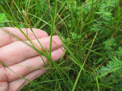 Blysmus sinocompressus