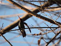 Cynanthus latirostris