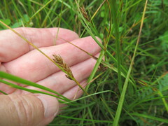 Blysmus sinocompressus
