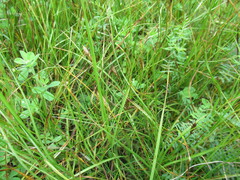 Blysmus sinocompressus