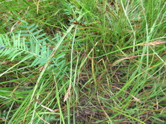 Blysmus sinocompressus