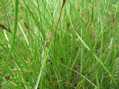 Blysmus sinocompressus