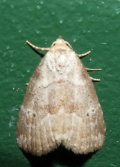 Hyperstrotia pervertens