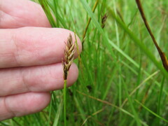 Blysmus sinocompressus