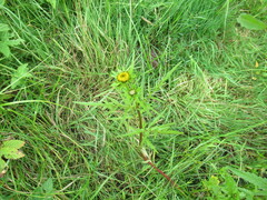 Bidens maximowicziana