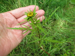 Bidens maximowicziana