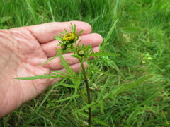 Bidens maximowicziana