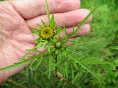 Bidens maximowicziana