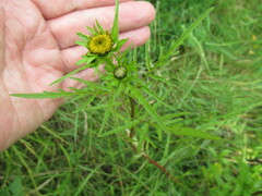 Bidens maximowicziana